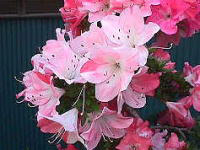 理念(ごあいさつ)